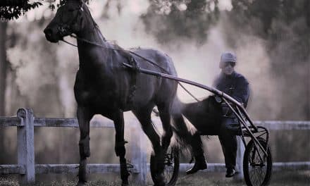 LE PRINCIPE DES COURSES DANS LES HIPPODROMES