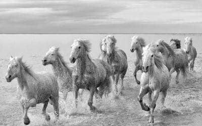 LA CAMARGUE…LA PROVENCE A L’ETAT SAUVAGE !